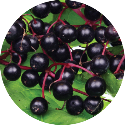 European Elderberry Extract