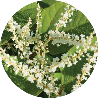 Japanese Knotweed Extract