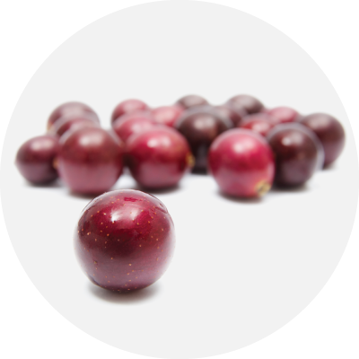 Muscadine Grape