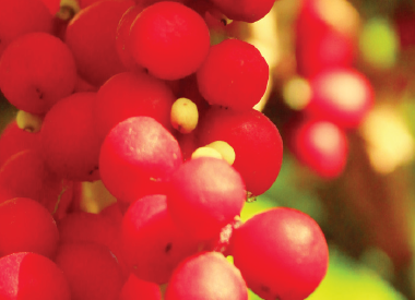 SCHISANDRA CHINENSIS FRUIT EXTRACT