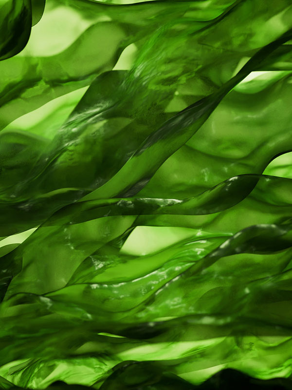Algae