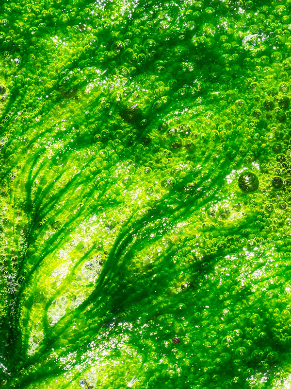 Rejuvenating Green Algae Complex