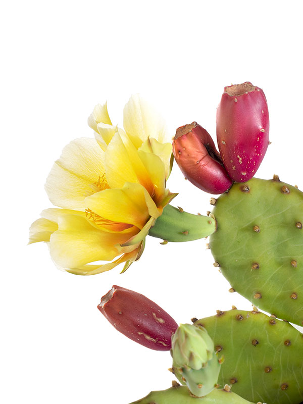 Cactus Extract