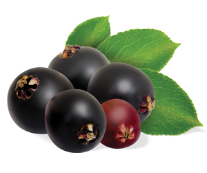 Elderberry